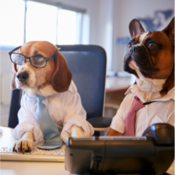 Dogs at work
